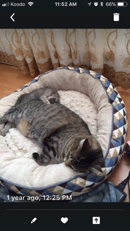 cutecatees's tweet photo. Awseome caturday t-shirts : https://t.co/MqYXa2JmVE #cats #cat #kitten #kitty #cutecat #cutecats #kittens #catsoftwtitter https://t.co/MRQgtOBleh