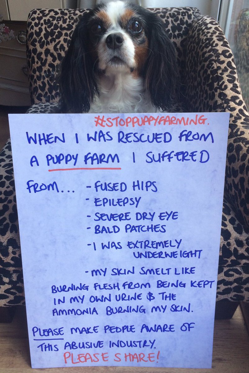 RIP Lucy💔
#LucysLaw is too late for you but will save countless others from suffering as you did💔🐶

Help Ban #PuppyFarming &amp; Pet-Shop #Puppy Sales👏

Submit evidence here⬇︎
gov.uk/government/con…

@MarcTheVet @RickyGervais <a href="/Protect_Wldlife/">PROTECT ALL WILDLIFE</a> <a href="/PeterEgan6/">Peter Egan</a> <a href="/pupaid/">Pup Aid 2026</a> <a href="/Lucy_Cavalier/">Lucy Rescue Cavalier</a>