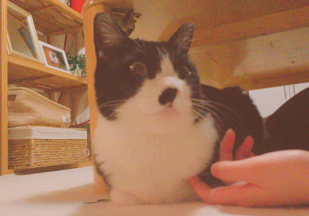 かぼすスイッチ