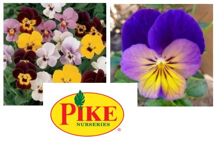 WalterReeves's tweet photo. The Pike's Pick- colorful & cheerful violas! They are $0.67 each. A 2nd deal today are bags of #Bonide Weed Beater Complete for $19.99. It's wet outside today, so head to a dry & warm @PikeNurseries! https://t.co/vrJwRxDirW