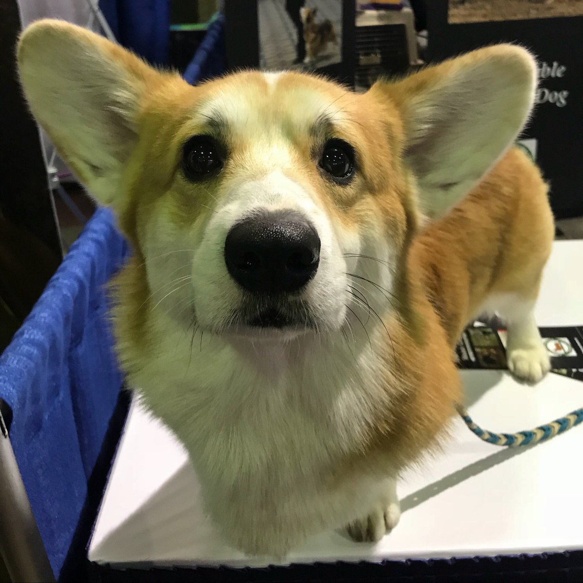 westminster dog show corgi