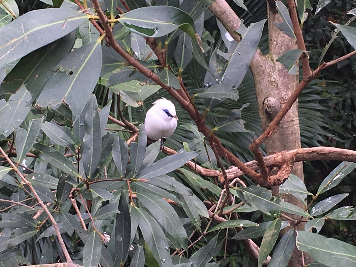 GalleryFake4's tweet photo. 香港公園の野鳥園へ。可愛いかったバリ原産の鳥さん。夫婦で仲良し。控えめな🐦さんも可愛かった
https://t.co/9xV8886m7g
#尤德觀鳥園
#Youde Aviary https://t.co/Q04fDXVDIu