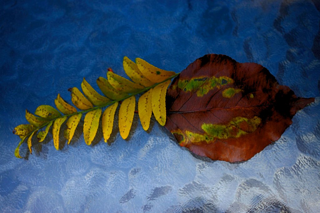 Akermansart's tweet photo. Locust leaf with a Bradford pear leaf for a different type of leaf portrait from Fall 2017 and processed this past week. #leafportraits2017 https://t.co/ntAHyVCIAA
