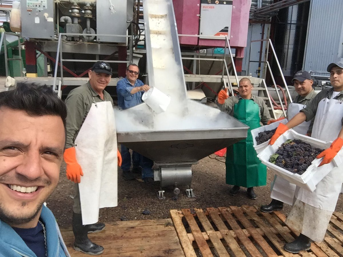 Ellos son los que le hacen bien a la industria! Prensado Pinot Gris!! #Vendimia2018