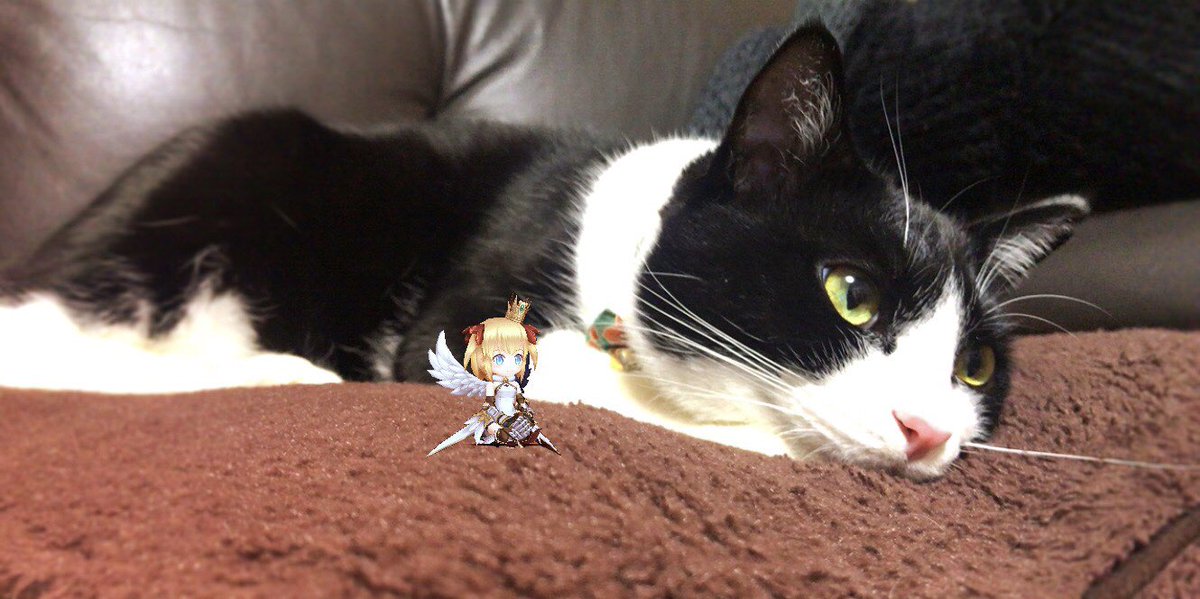 白猫プロジェクトさいかわ猫決定戦18 白猫プロジェクトさいかわ猫決定戦18