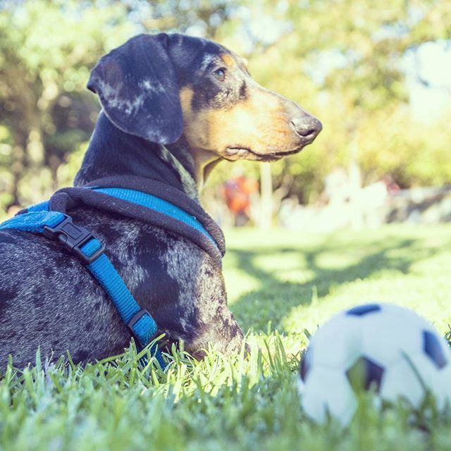 simon_the_dach's tweet photo. Good Saturday morning everyone. Have a good weekend and spend time with your little friend. Hugs
•
•
•
•
•
•
#dachshundsoninstagram #dachshundig #dachshundoftheday_ #dachsundoftheday #dachstagram
#dachshundlove_feature #dachundsofinstagram #dach… https://t.co/KzYTRHMF83 https://t.co/3AlTPhY1KP