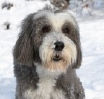Lost: RUBY Ginger And White Bearded Collie Female In #Kettering #NN14 VERY TIMID PLEASE DO NOT CHASE #scanme #lostdog <a href="/DoglostUK/">DogLost</a>  doglost.co.uk/dog-blog.php?d…