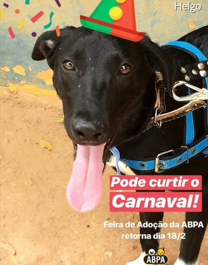 abrigoSFA's tweet photo. Neste domingo de Carnaval NÃO realizaremos nossa Feira de Adoção. Retornaremos dia 14.02! 🎉 https://t.co/uV7DfIiQ83
