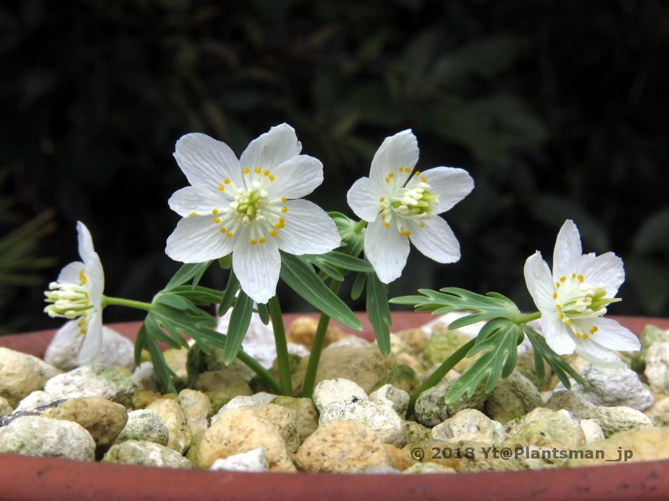 Yt On Twitter Shibateranthis Pinnatifida Syn Etanthis Pinnatifida An Albino Form Japan Okayama Takahashi Bitchu Cho 100m West Facing Slopes Under Deciduous Woods A Lime Stone Area Coverd Whit Humus Rich Layer セツブンソウ