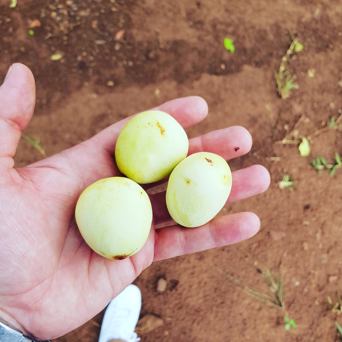 ChristoThurston's tweet photo. Limpopo fruits

RT if you know these https://t.co/4bf0e8HLyW