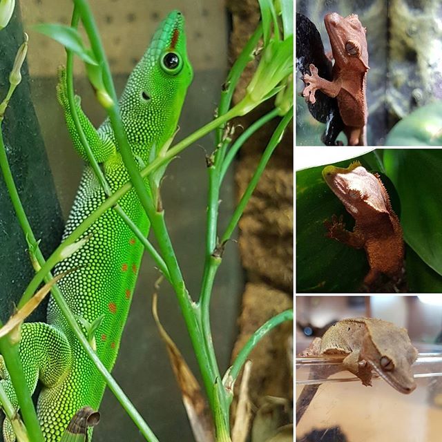 Repti_lisious's tweet photo. Just a couple of the geckos currently available in store. 
#reptilisious #reptilepets #reptile #reptilepetshop #gecko #geckosofinstagram #crestedgecko #madagascangiantdaygecko #intoday #instock #coldbloodedfriends #coldbloodedpets #coldblooded #instore #forsale #foreverhome … https://t.co/IDDsSawsW1