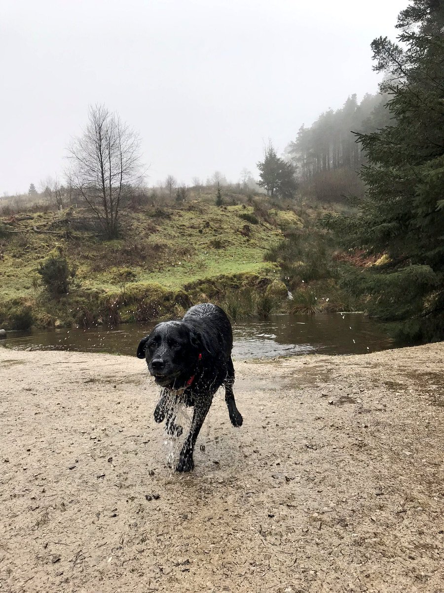 Saturday walk in Macclesfield Forrest 🐶👌🏻🐾 #holidaydogs #wilmslow #happypooches