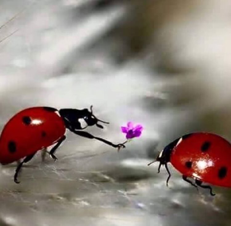 Gönül Aldıktan Sonra Gelen Huzur Der Susarım...