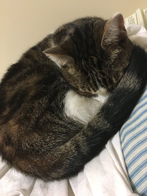 When your cat is more beautiful than you, so you cry and then take some pictures. https://t.co/akKbn<a href="/tag/bigolive"class="tags"><span>#bigolive</span></a>
