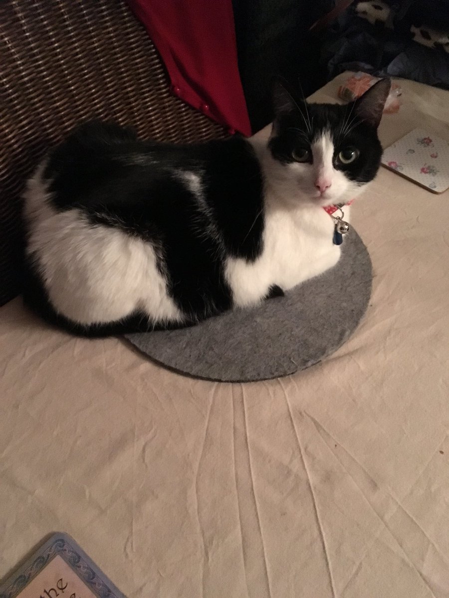 TheLifeOfMadge's tweet photo. Iβm a cat, I love circles... if thereβs a circle Iβm on it, a table a boot or car bonnet.... #coffeetablecat #lilsis πΉπΉ https://t.co/euIqdtgzcu