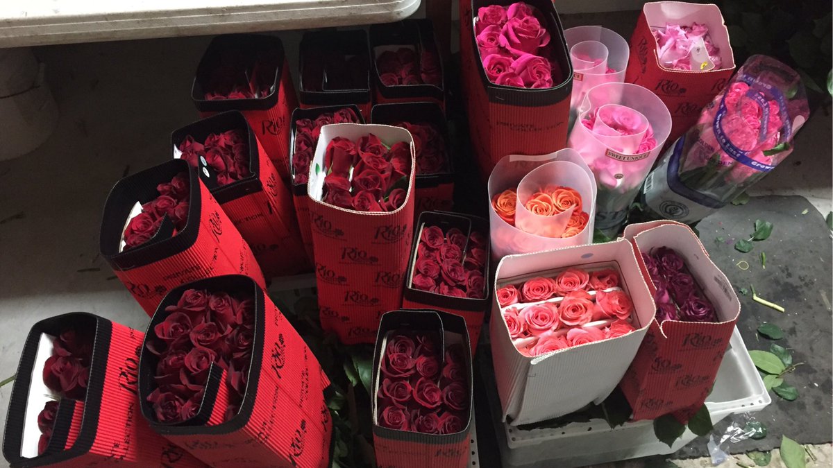 matt_zubaty's tweet photo. Living it up with hundreds of roses!! #rosesfordays #Ribbonsandroses #familysaturday https://t.co/Ynbng5Ihmn