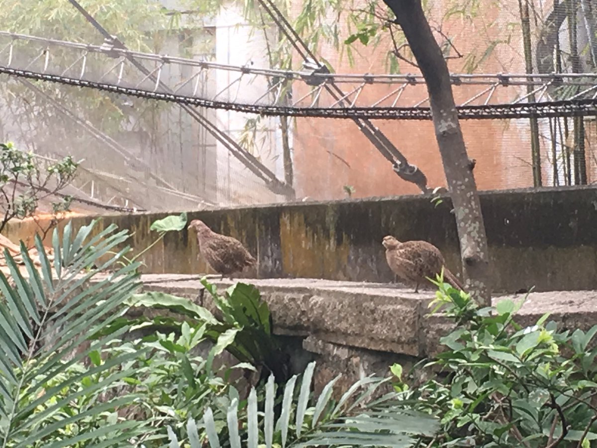 尤德觀鳥園hashtag