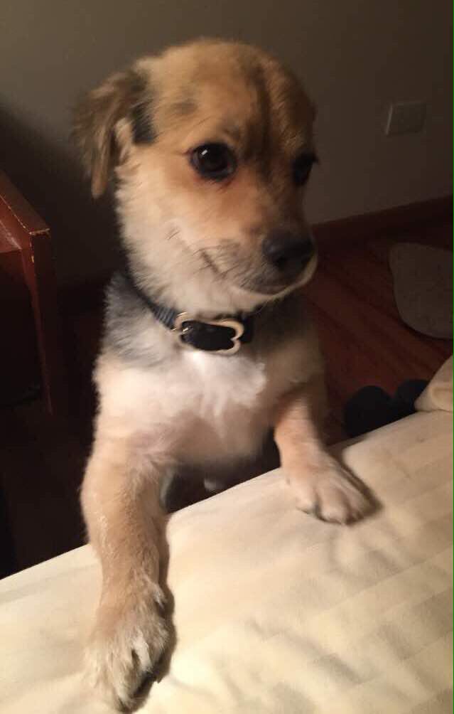 MASCOTASDECALLE's tweet photo. Su familia se fue para Chile y lo dejaron tirado en la calle, fue rescatado y le buscan una nueva familia responsable. Info:
0424-160 6010 #Caracas 

PD: Ayudanos con un RT que llegue de aqui a Chile, eso no se hace, hay que ser despreciable para dejar un inocente abandonado. https://t.co/Rscow0nKbi
