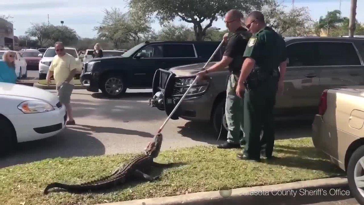 Deputies remove alligator hiding under SUV in grocery store parking lot bit.ly/2nNCfhy https://t.co/Pu1pdcnspe