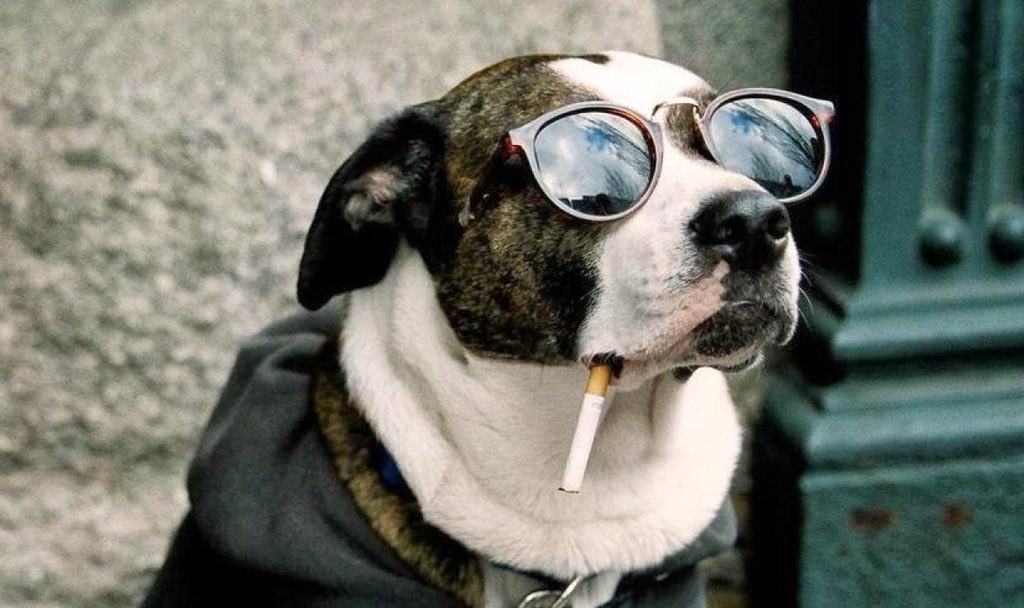 Driftaholix's tweet image. ЧТО МЫ ЗАИМЕЛИ ПРИ ЛОКИМИНЕ @Loqiemean :

-СТАЯ—КРУТО
-ЕСТЬ ПРЕДЪЯВЫ—КИДАЙ НА КАРТУ
-САМОИРОНИЯ СТАЛА НАРОДНЫМ ДОСТОЯНИЕМ
-ЕСТЬ ПРЕДЪЯВЫ-ЗВОНИ НА БАНАН
-ПЁС-НЕ ОБИДНО
-БЫТЬ ДАУНОМ=БЫТЬ ДАУНОМ
-СМОЛИТЬ СИГУ НА ЗАПРАВКЕ ЗАКОННО,ЕСЛИ ТЫ ЛОМАЕШЬ ПАЛЬЦЫ СВИНЬЯМ(я не о ферме)
-❤️🤗✨