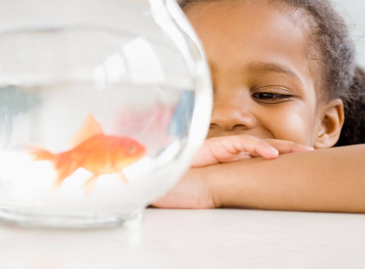 ProtectionOne's tweet image. Don&apos;t worry about Goldie while you&apos;re gone - we&apos;ve got her safe &amp;amp; secure. 🐠