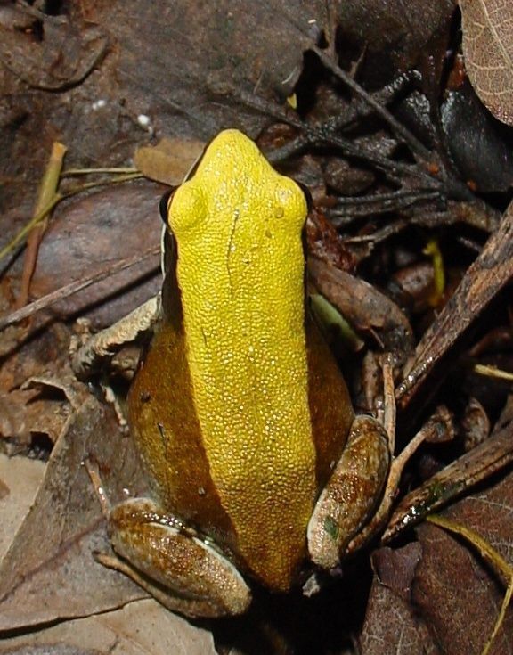 Gone_Froggin's tweet photo. The Frog of the Week #FrogOTW is the Green Mantella. It is an endangered frog from Madagascar. Habitat destruction and over-harvesting for the pet trade are the causes of it's population declines.
https://t.co/RrKkMJHGG9 https://t.co/qjBzvunmzS