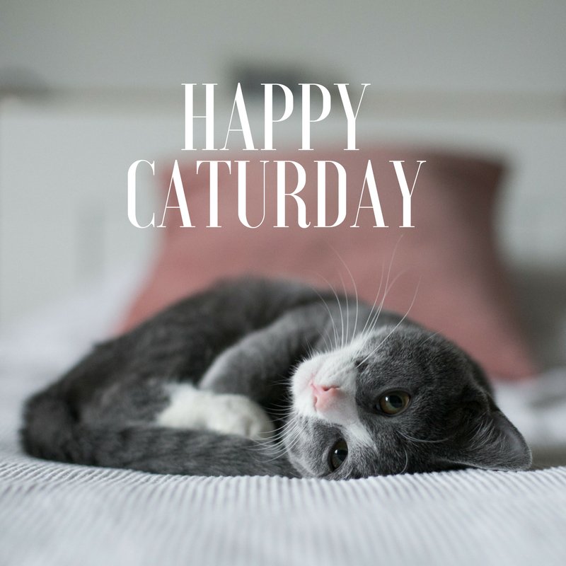 ThinkLikeaCat's tweet photo. Happy #Caturday https://t.co/txRomPKyG5
