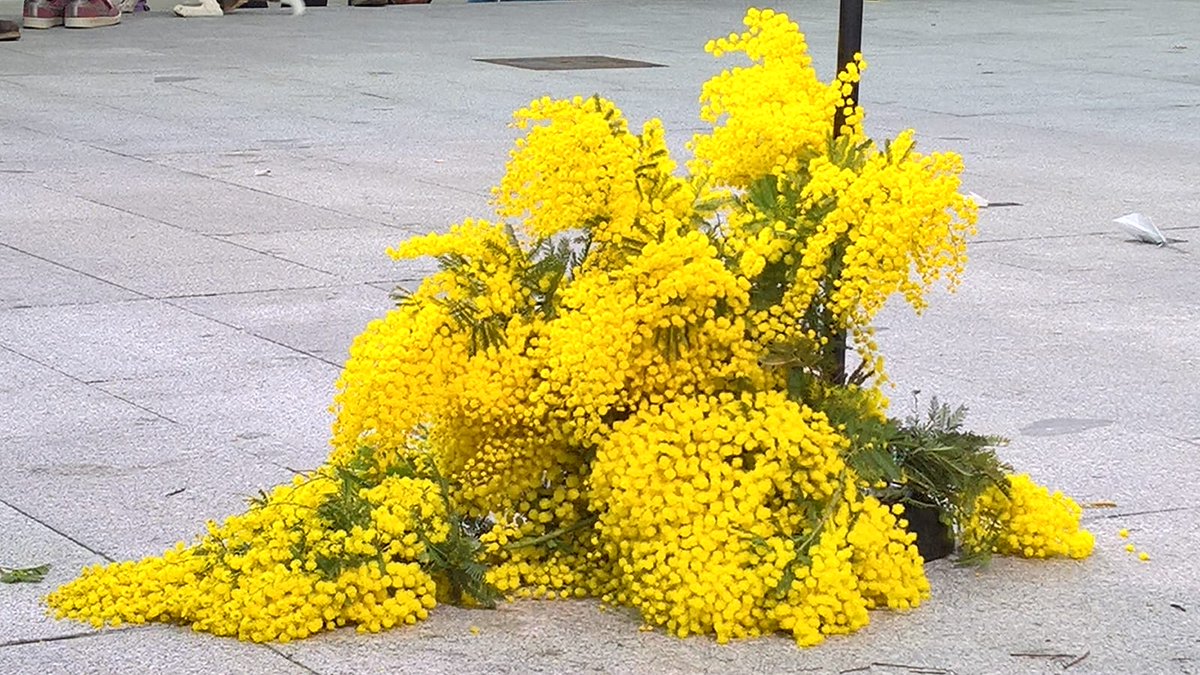 mayor_monica's tweet photo. Tú hi ets per nosaltres.
No estás sol,  ni ho estarás.
Gràcies @junqueras .
Com diu en @rogertorrent ets tot #diginitat .
#FreeJunqueras https://t.co/pDuVQIR9B8
