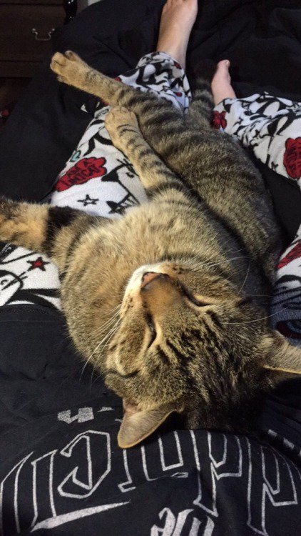 cutecatees's tweet photo. Awseome caturday t-shirts : https://t.co/MqYXa2JmVE #cats #cat #kitten #kitty #cutecat #cutecats #kittens #catsoftwtitter https://t.co/Wb0xfmBYw7