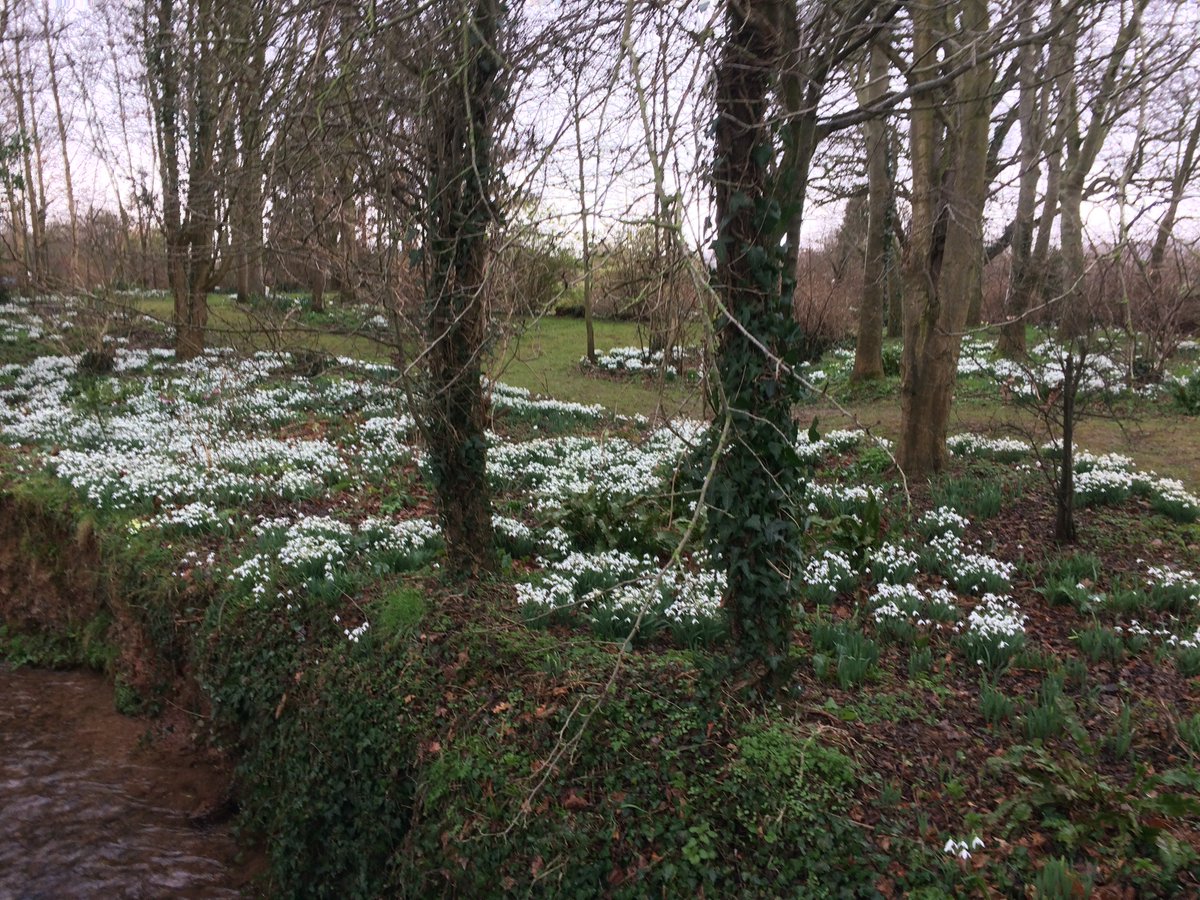 YewTreeBerrow's tweet photo. Grey Day brightened by snowdrops near Taunton. #SomersetWildlife  Snowdrop Open Day https://t.co/AywqxbxkkV