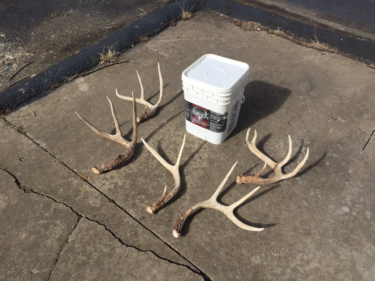 blknoiz009x's tweet photo. Great day at the farms! Walking new property and finding some bone! #shedhunting #shockeffect #bossbuckfeeders https://t.co/vLciaAUHE9