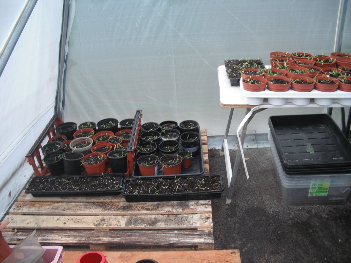 pinehurstgreen1's tweet photo. Re Potting the Spinach. Now that Spring is on the way it's all Systems go 😉 https://t.co/HKjrB2Pjnx