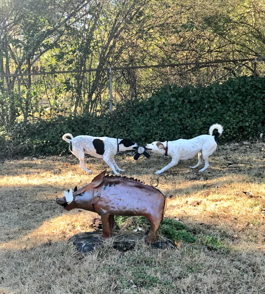 TroopyD's tweet photo. Playing tug-of-war with my sister Princess. 👸🏻 #dogs #doglife #mysister #mybff #Razorbacks https://t.co/HNPbpr80Wc