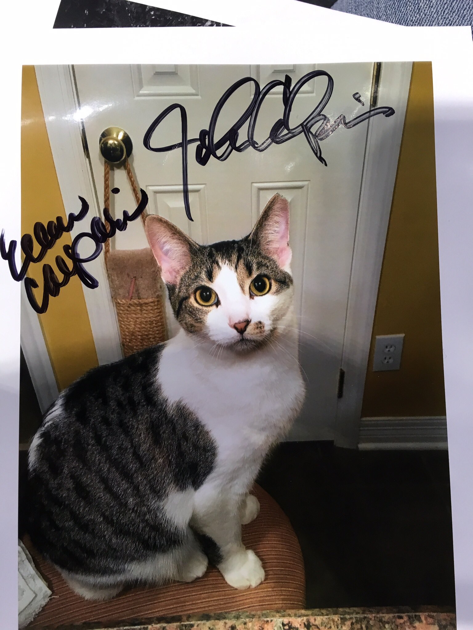  Happy Birthday Coach Calipari  from John Calipari, the Cat. 