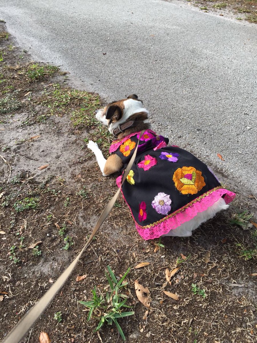 Amores_Perros_I's tweet photo. Les presentamos a #Mafalda nuestra primer modelo en #usa๐บ๐ธ #Orlando #Florida
Muy sonriente con su vestido bordado por artesanas de #chiapadecorzo #Chiapas #amoresperros #dogsofinstagram #dogslover #petstagram #petslover #dogsmodel https://t.co/h09veRMyUc