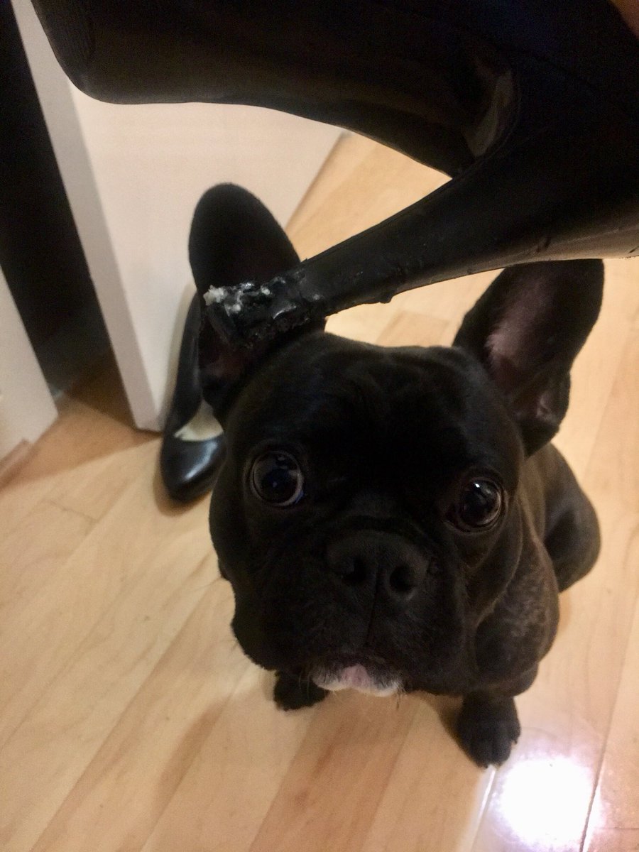 annalecta's tweet photo. Impossible to stay mad at that face https://t.co/QUaibATqyE