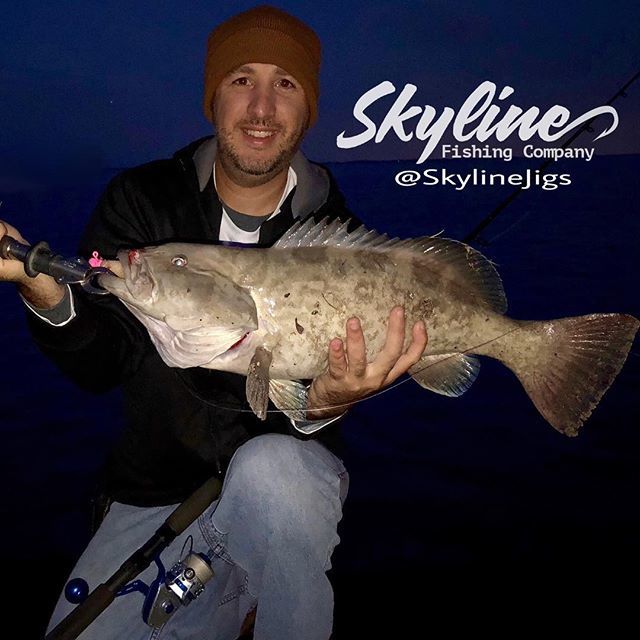 Mirrorlure7m's tweet photo. These Gag Grouper are a challenge to catch inshore and each and everyone is a blast !  Reel : @innovativereels IRT 500 Dual Drag.  Rod: @cousins_tackle GS8325. Tackle : @skylinejigs Bullet Round 1oz jig head on 8 inch Skyline Swimbait.. #skylinejigs #irt… https://t.co/B2pFwpYE6C https://t.co/IDxpU6Kqsx