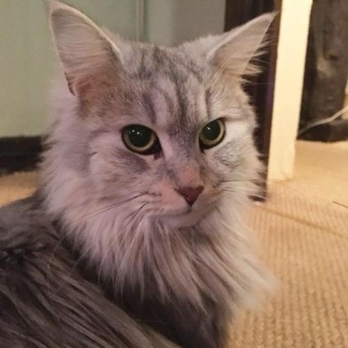 cutecatees's tweet photo. Awseome caturday t-shirts : https://t.co/MqYXa2rLx4 #cats #cat #kitten #kitty #cutecat #cutecats #kittens #catsoftwtitter https://t.co/3EzKFeUfQV