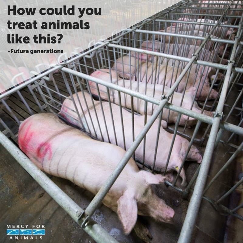 MercyForAnimals's tweet photo. This is WRONG. ❌ https://t.co/ZGtdMA833c