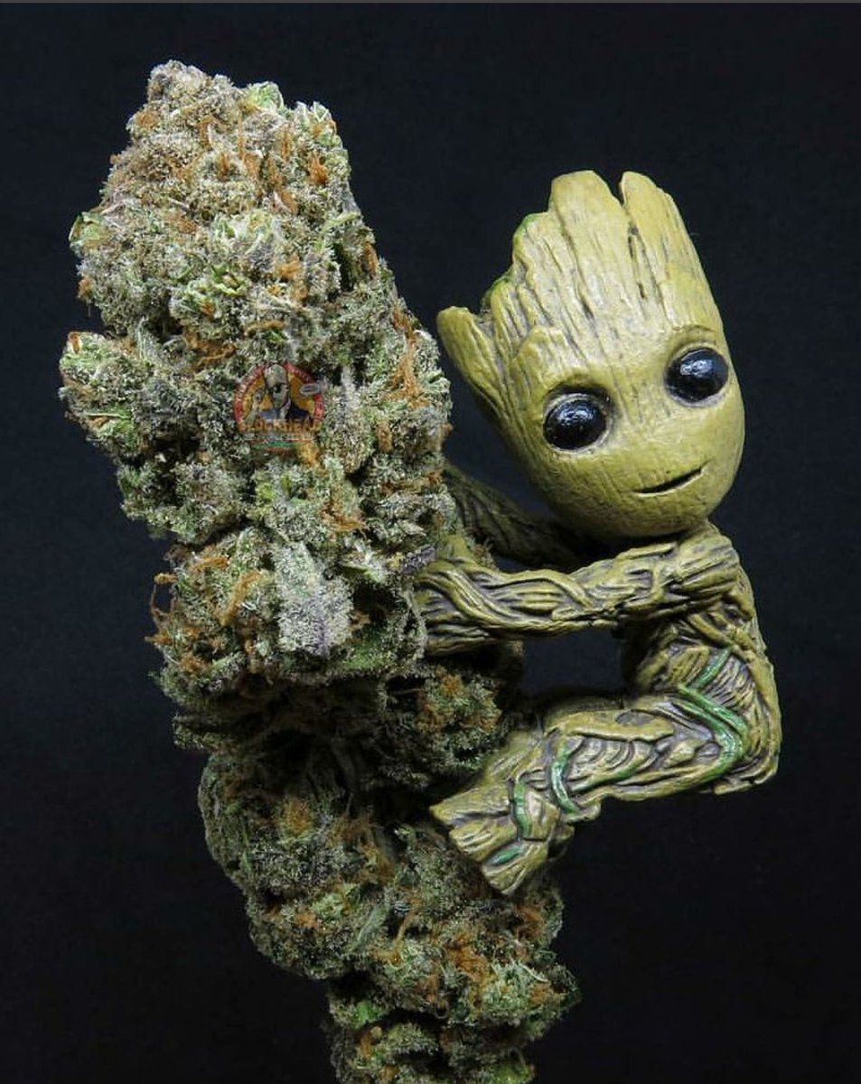 HIGH_TIMES_Mag's tweet photo. I am Groot.

📷: @BlockheadBrands https://t.co/JYH8qbkLpf https://t.co/PZSbof7LOY