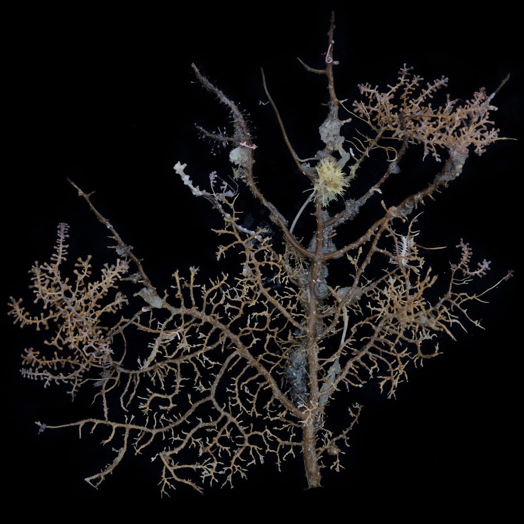 ABiennale's tweet photo. MYSTERIOUS UNDERWATER WORLD
The images below are the first of creatures found in a previously unexplored region of the Antarctic seabed offering a fascinating glimpse of life in one of the most remote and pristine places on the planet. https://t.co/8RIDWWq2Xv #southpole https://t.co/Nw9eyd4KlY