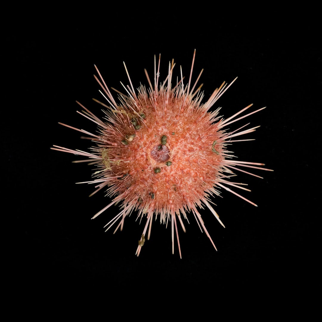 ABiennale's tweet photo. MYSTERIOUS UNDERWATER WORLD
The images below are the first of creatures found in a previously unexplored region of the Antarctic seabed offering a fascinating glimpse of life in one of the most remote and pristine places on the planet. https://t.co/8RIDWWq2Xv #southpole https://t.co/Nw9eyd4KlY