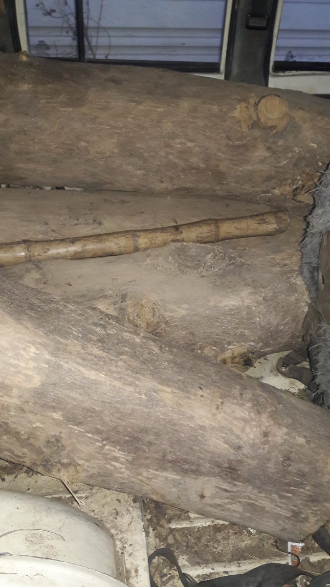 CGNEWSLIVE1's tweet image. अवैध सागौन इमारती लकड़ी के साथ मार्शल हुआ जब्त,गुरदा सर्कल जबलपुर खरसिया वनपरिक्षेत्र का मामला आरोपी को मोटा रकम ले कर किया फरार....