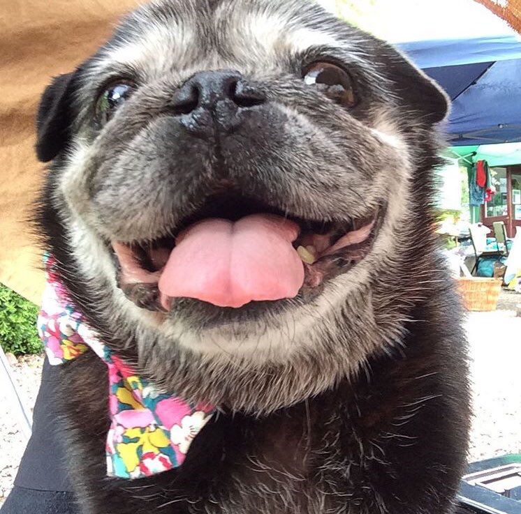 Was there ever a better face to represent pure weekend joy! #happysaturday 🐶🐾