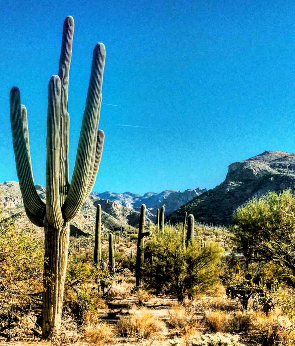 totallytucson's tweet image. Happy Saturday, #Tucson! 83 and sunny today. #Hiking @SabinoCanyonAZ this morning feeling the air! 100% in favor of going outside and grabbing this day.  #hikerheaven via #pnvisgiglio