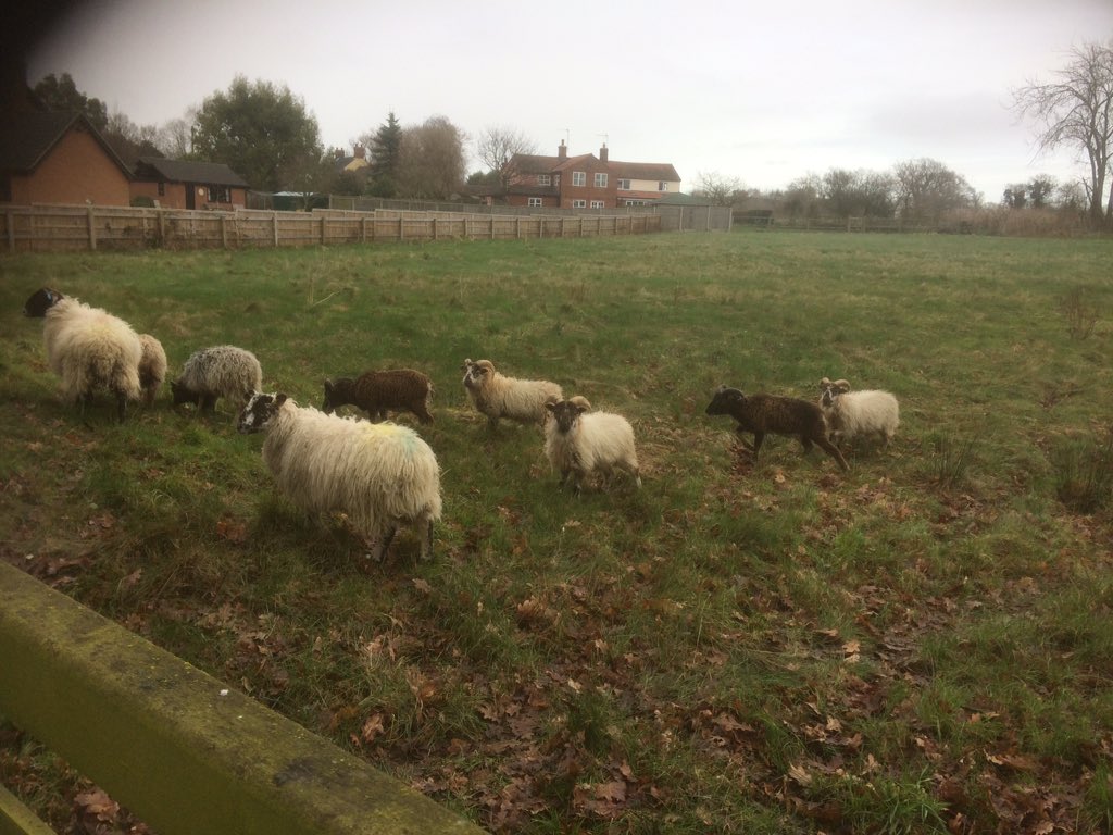 roughfellnorfol's tweet photo. Look at the size difference, mule vs native breed tup lambs! #gonative #hoggs #freshgrazing https://t.co/TCKsCHVeQX