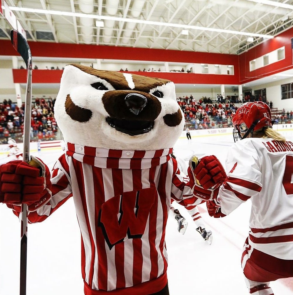bucky badger pop