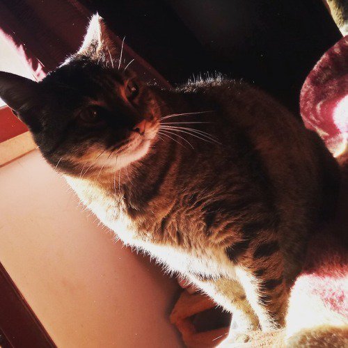 cutecatees's tweet photo. Awseome caturday t-shirts : https://t.co/MqYXa2JmVE #cats #cat #kitten #kitty #cutecat #cutecats #kittens #catsoftwtitter https://t.co/RabOBkDRSh