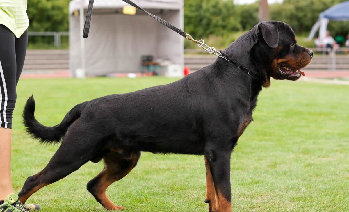 RottweilerMag's tweet photo. Síguenos / Follow:

ROTTWEILER Magazine | ADRK KS 2013

#RottweilerMagazine #Rottweiler #Rottweilers #Rottie #Rott #ADRK #ZTP #FCI ​#AKC ​#ANKC #CKC ​#KC #NZKC ​#UKC #FCV #VENEZUELA https://t.co/ccs5XCRhQO