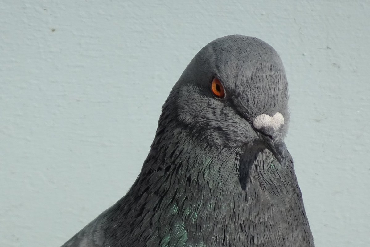 Twitter 上的 天さん よく見ると大変かっこいい鳩 怪獣みたいだ T Co Ie9jhnie0l Twitter